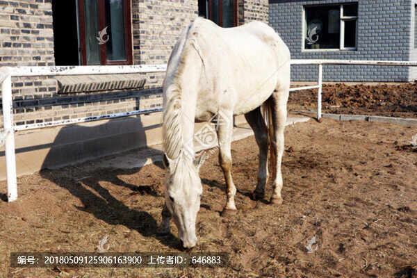馬,跑馬場,偽皇宮