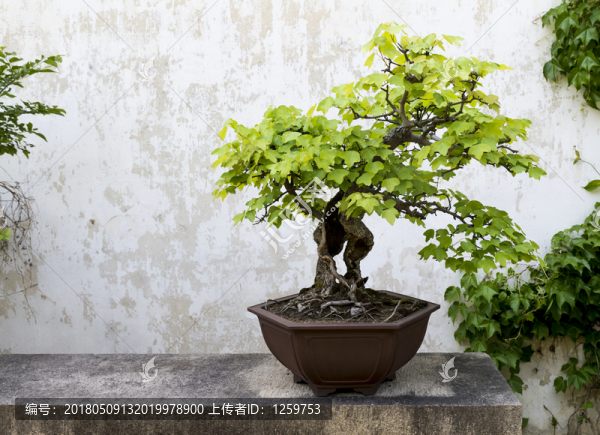 盆景