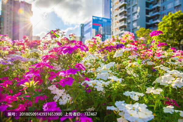 百花齊放