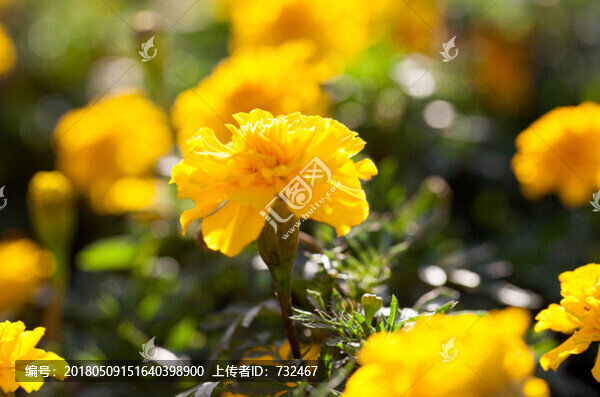 萬(wàn)壽菊特寫(xiě)