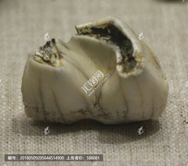 犀牛牙齒化石