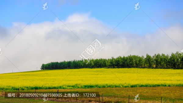 內(nèi)蒙古呼倫貝爾草原夏天