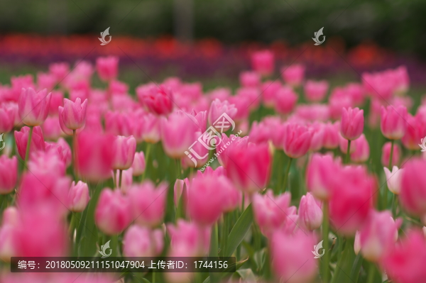 郁金香花海