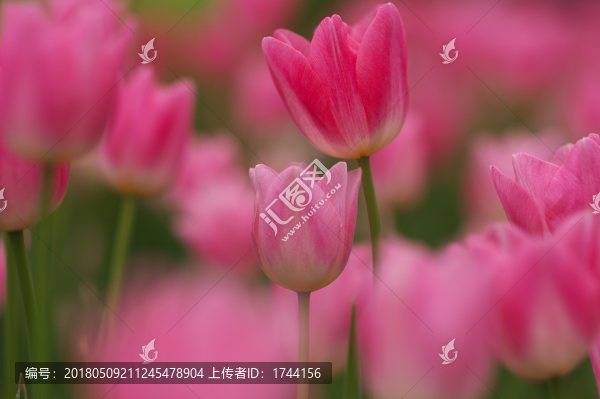 郁金香