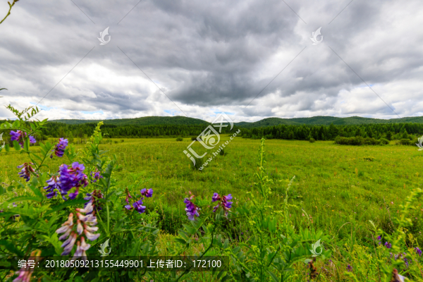 內(nèi)蒙古呼倫貝爾草原夏天