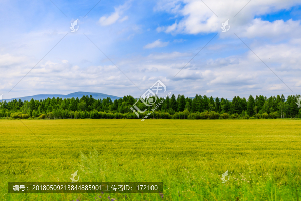 內(nèi)蒙古呼倫貝爾草原夏天