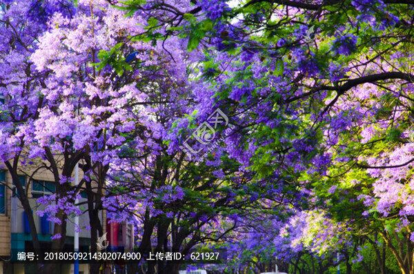 藍(lán)花楹,綠蔭大道
