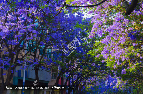 藍花楹,綠蔭大道