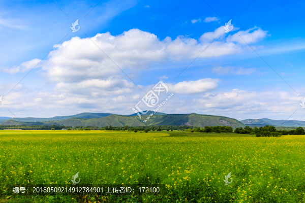 內(nèi)蒙古呼倫貝爾草原夏天