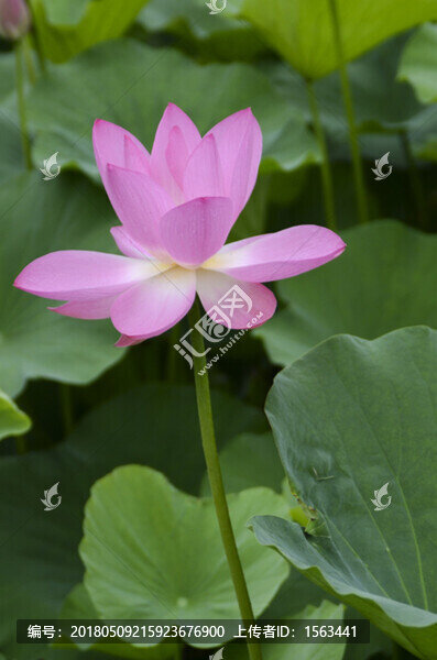 荷花素材