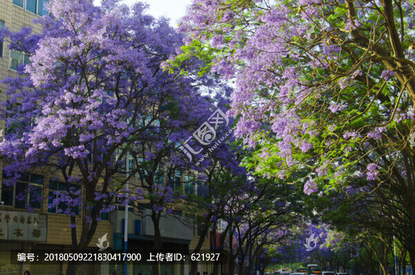 藍花楹,綠蔭大道