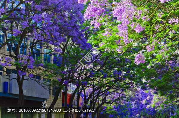 藍(lán)花楹,綠蔭大道