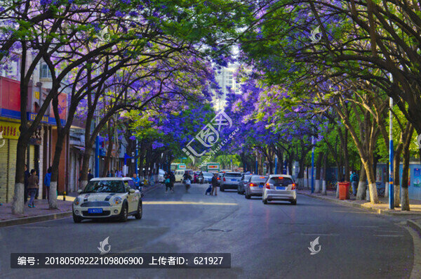 藍(lán)花楹,綠蔭大道
