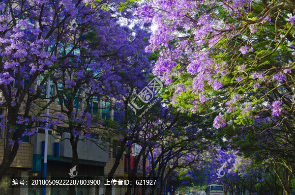 藍(lán)花楹,綠蔭大道
