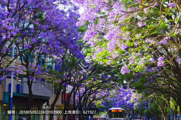 藍(lán)花楹,綠蔭大道