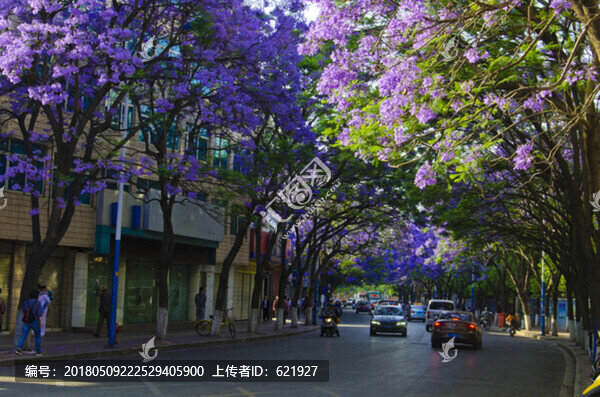 藍花楹,綠蔭大道