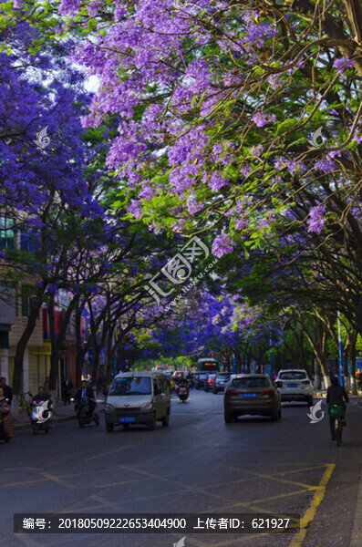 藍花楹,綠蔭大道