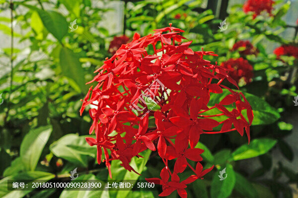 龍船花