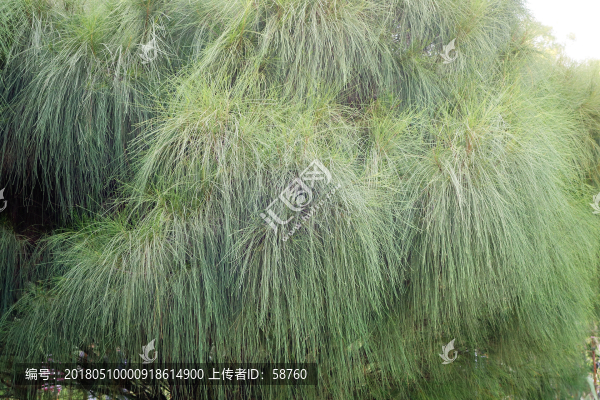 木麻黃