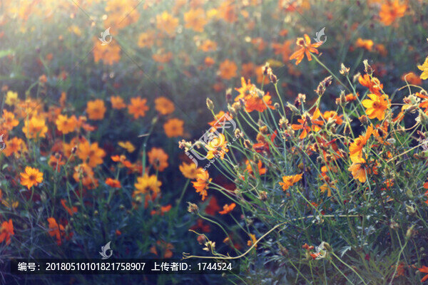 清晨的花