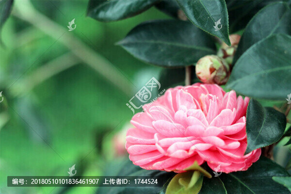 茶花