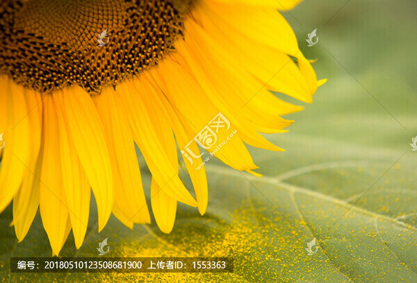 向日葵花粉
