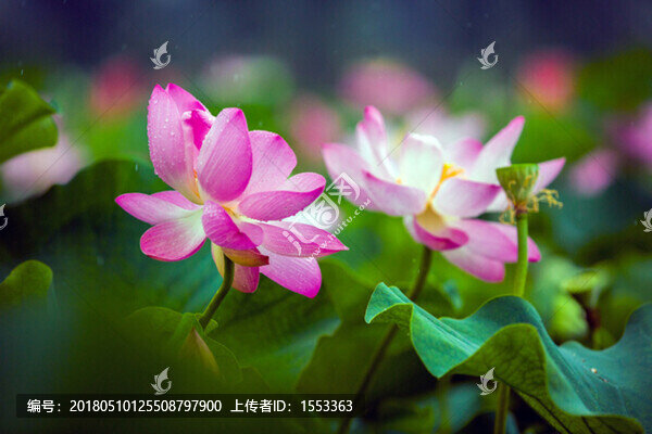 雨荷