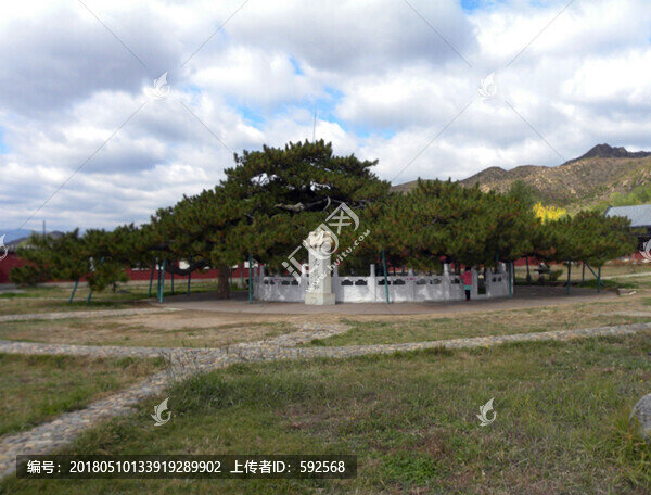 豐寧九龍松