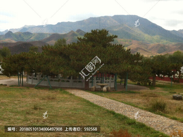 豐寧九龍松
