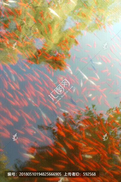 金魚