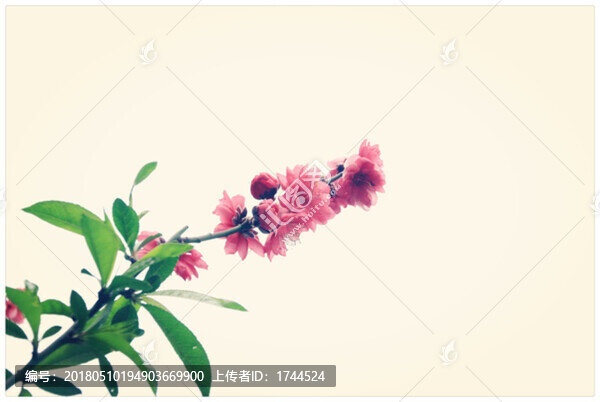 花卉-匯圖網(wǎng) www.fosd68.com 花卉