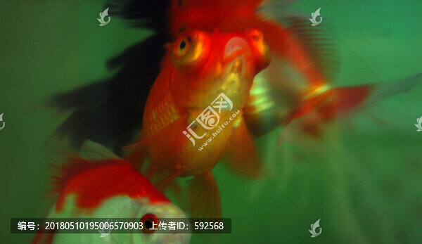 金魚