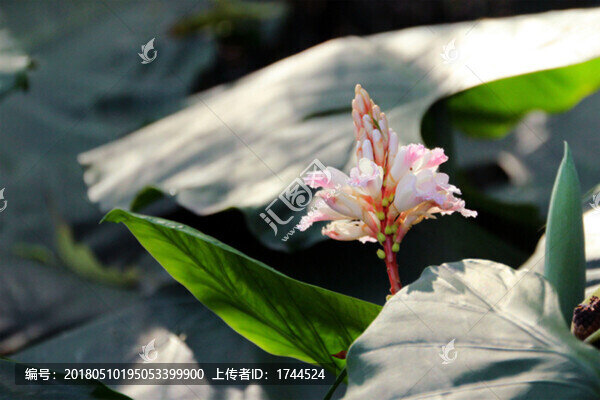 花卉