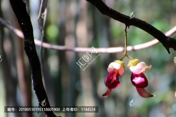 禾雀花