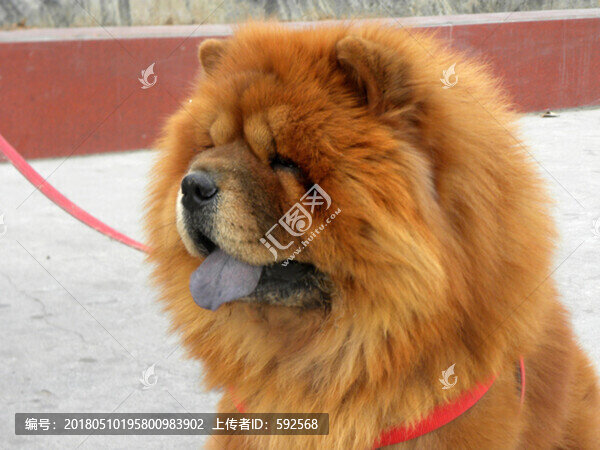 小狗