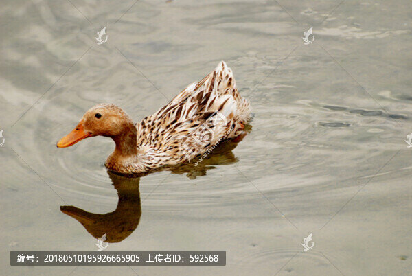 鴨子