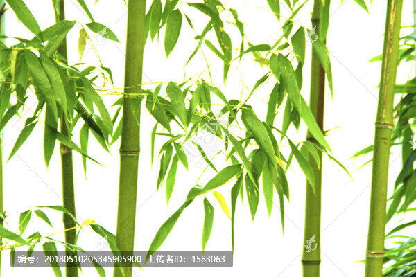 青竹