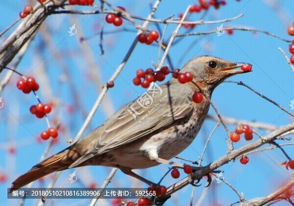 太平鳥