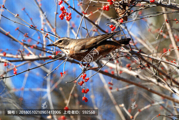 太平鳥