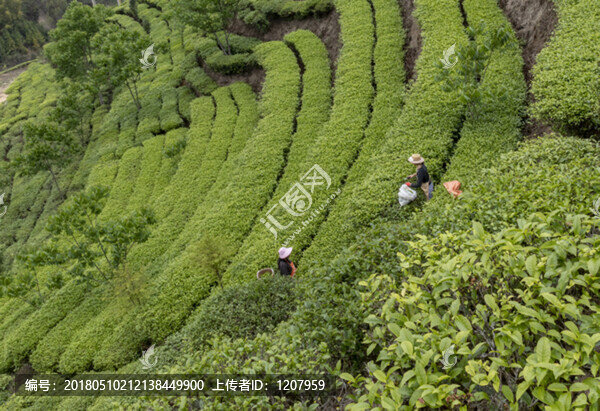 采茶