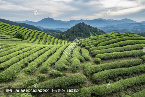 茶園風(fēng)光