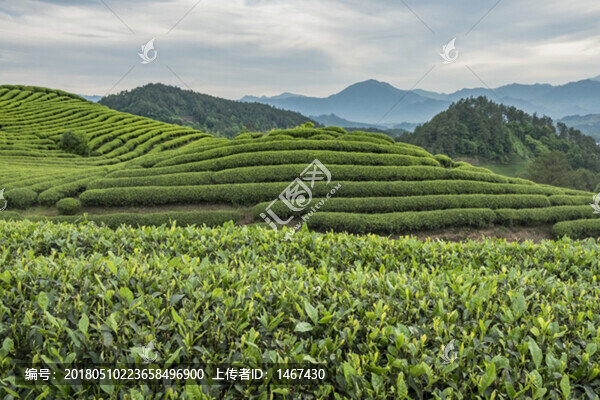 茶園風光