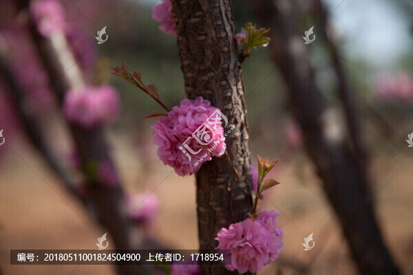 春天桃花樹花朵開花04