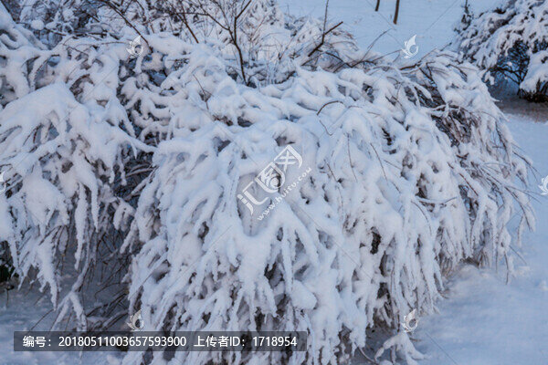 東北冬天霧凇樹掛雪景05