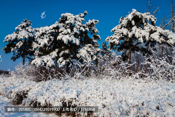 東北冬天霧凇樹掛雪景35