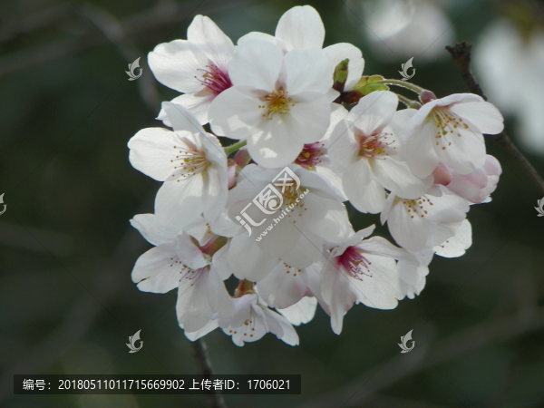 武漢大學(xué)櫻花