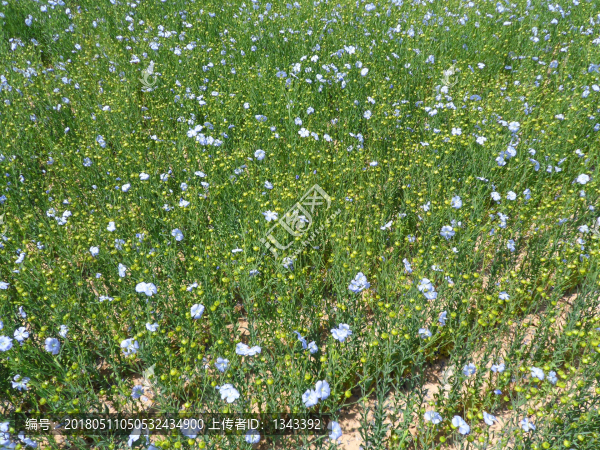 胡麻田,胡麻花,亞麻田