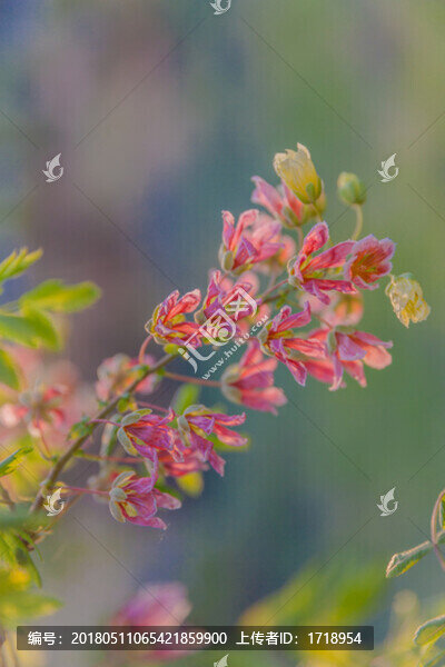 鮮花花朵花樹,2301