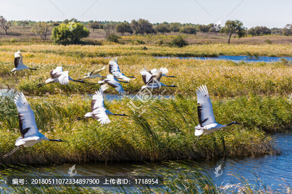自由飛翔的鳥丹頂鶴03