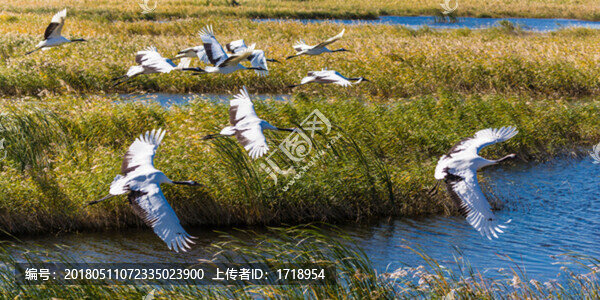 自由飛翔的鳥(niǎo)丹頂鶴04